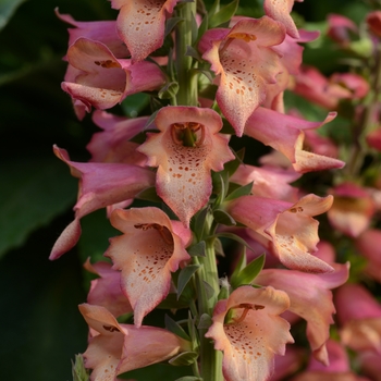 Digitalis 'Rose Ivory' 