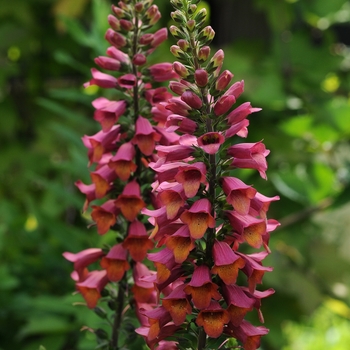 Digitalis Foxlight™ 'Ruby Glow'