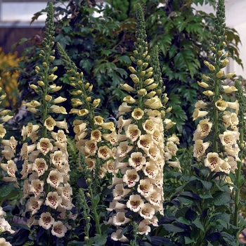 Digitalis purpurea Camelot™ 'Cream'