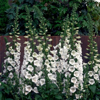 Digitalis purpurea 'White' 