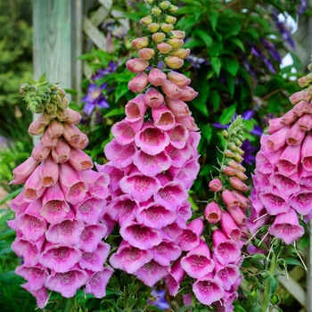 Digitalis Polkadot 'Princess'