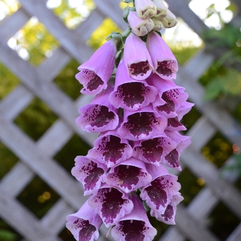 Digitalis purpurea 'Sugar Plum' 