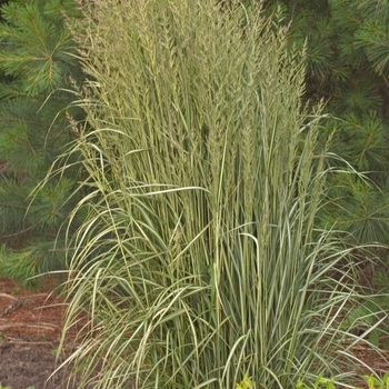 Calamagrostis acutiflora 'Avalanche'