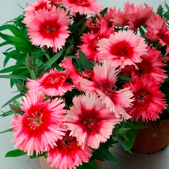 Dianthus chinensis 'Scarlet Picotee' 