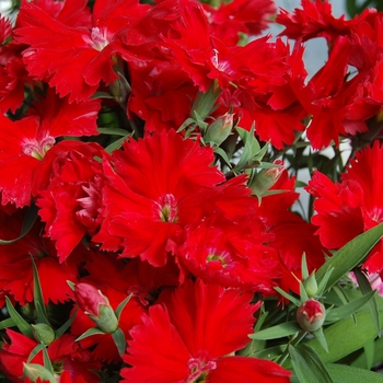 Dianthus chinensis Diana 'Scarlet'