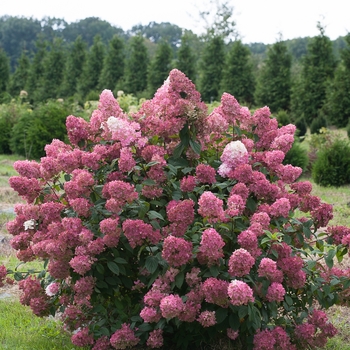 Hydrangea paniculata 'SMHPFL' PP25135, Can 5160