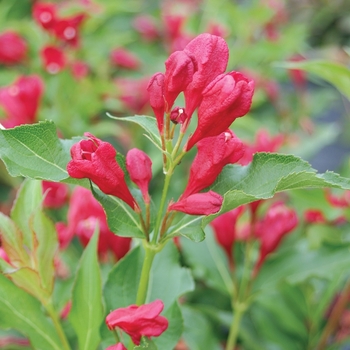 Weigela florida Sonic Bloom® 'Red'