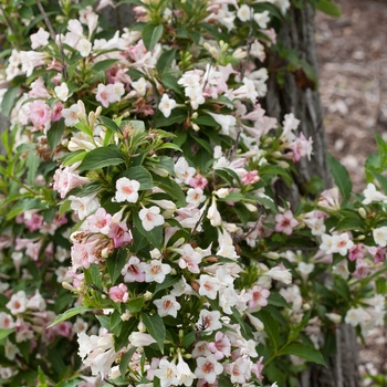 weigela florida Sonic Bloom® 'Pearl'