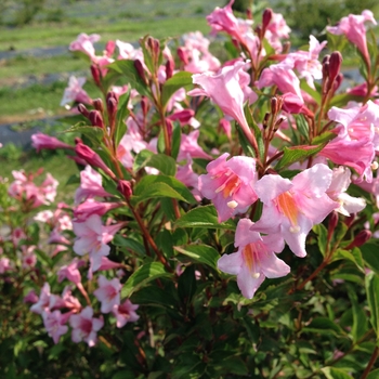 Weigela florida Sonic Bloom® 'Pure Pink'