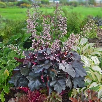 Heuchera 'Brazen Raisin™' 