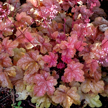 Heuchera 'Peach Melba' 