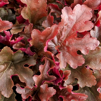 Heuchera 'Cinnamon Curls' PP25648, Can 5154