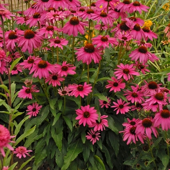 Echinacea Butterfly 'Purple Emperor'