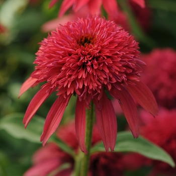 Echinacea Double Scoop™ 'Cranberry'