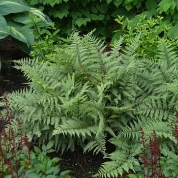 Athyrium 'Ghost'