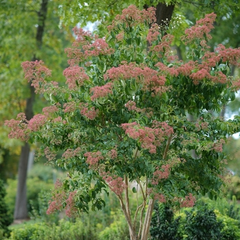 Heptacodium miconioides 'Temple of Bloom®'