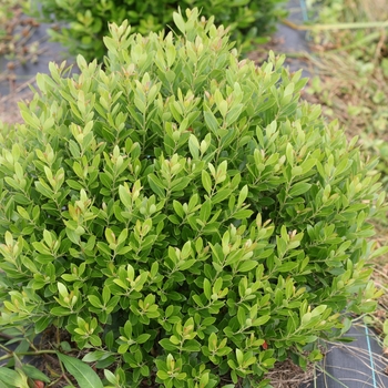 Ilex glabra 'Strongbox®'