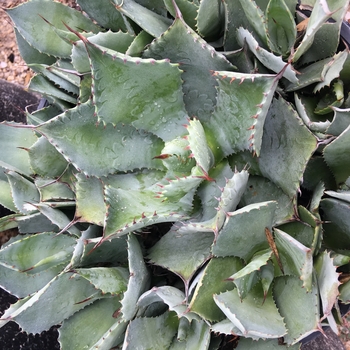 Agave 'Rosa Gorda' 