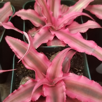 Cryptanthus 'Ruby Star' 