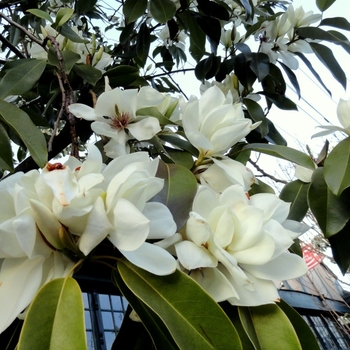 Magnolia maudiae