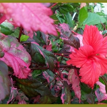 Hibiscus rosa-sinensis 'Fire-N-Ice' 