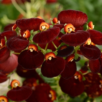 Calceolaria Calynopsis™ 'Dark Red'