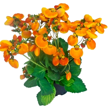 Calceolaria 'Orange Red Eye' KLECH13021