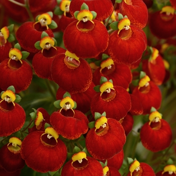 Calceolaria 'Red' KLECH10011