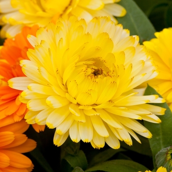 Calendula officinalis 'Light Yellow' 