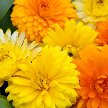 Calendula officinalis Costa 'Mix'