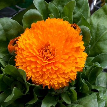 Calendula officinalis 'Orange' 