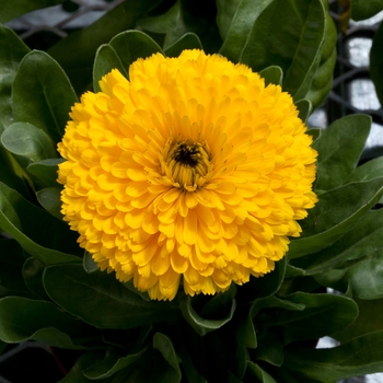 Calendula officinalis 'Yellow' 