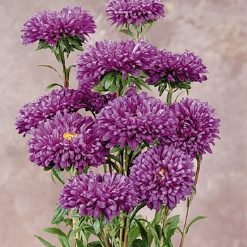 Callistephus chinensis 'Violet Blue' 