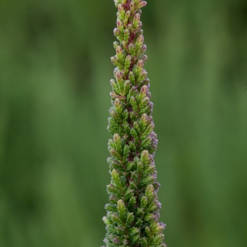 Calluna vulgaris 'Skyline Stockholm™'