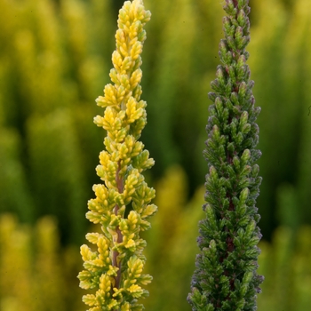 Calluna vulgaris 'Skyline Sydney™'