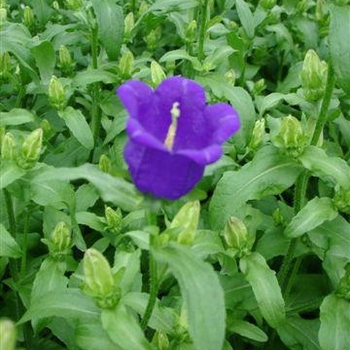 Campanula medium 'Deep Blue' 