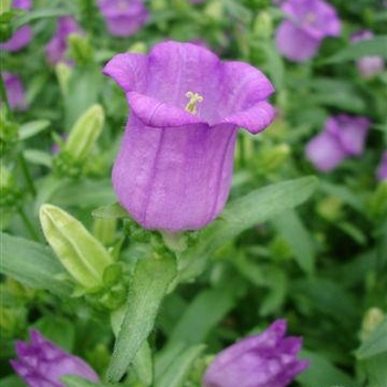 Campanula medium Campana 'Lilac'