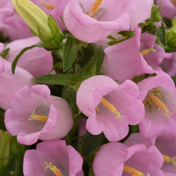 Campanula medium Campana 'Pink'