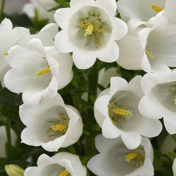 Campanula medium 'Campana White'