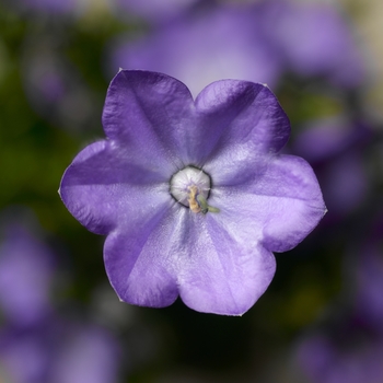 Campanula 'Beyond Blue Imp' 