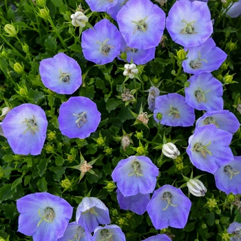 Campanula carpatica 'Delft Teacups' 