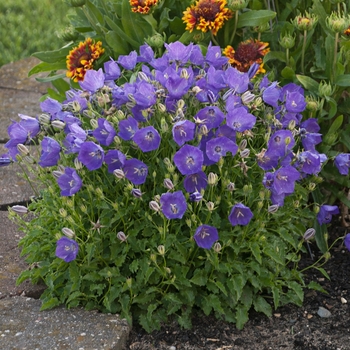 Campanula carpatica 'Pearl Deep Blue'