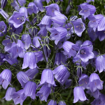 Campanula cochlearifolia 'Blue' 