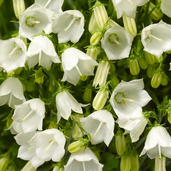 Campanula cochlearifolia 'White' 