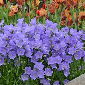 Campanula persicifolia 'Takion Blue' 