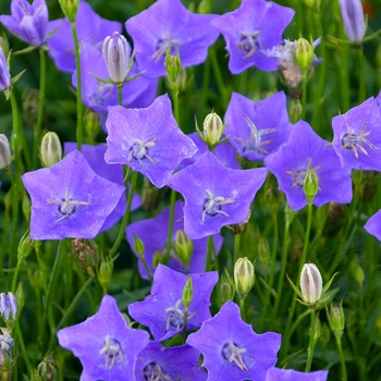 Campanula carpatica 'Violet Teacups' PPAF