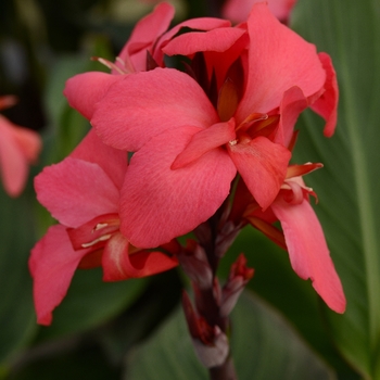 Canna x generalis 'Rose' 