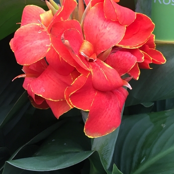 Canna x generalis 'Red Flame' 