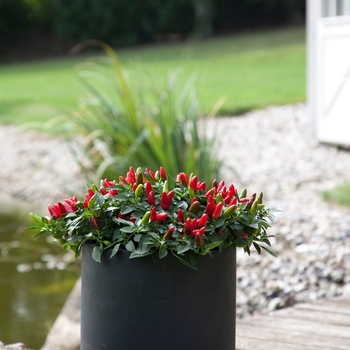 Capsicum annuum 'Red' 