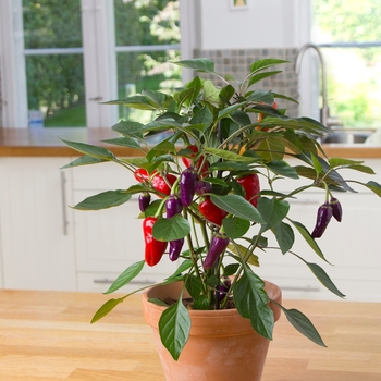 Capsicum annuum 'Cosmo' 